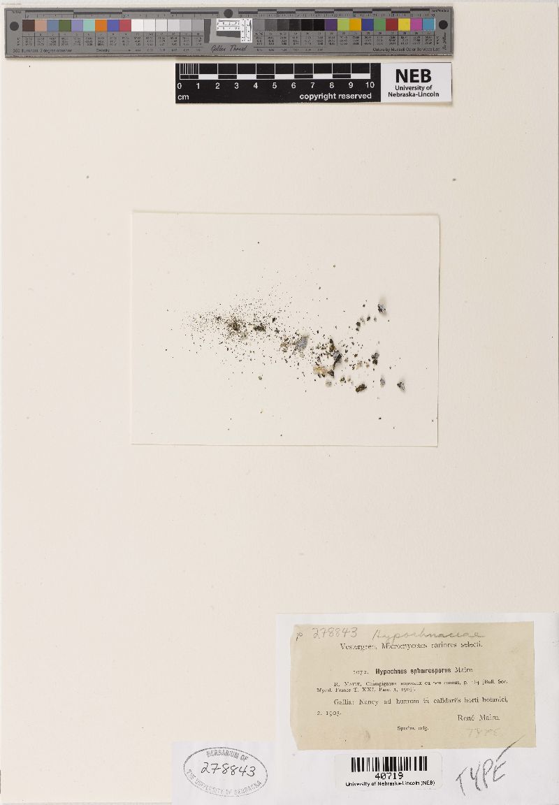 Trechispora sphaerospora image