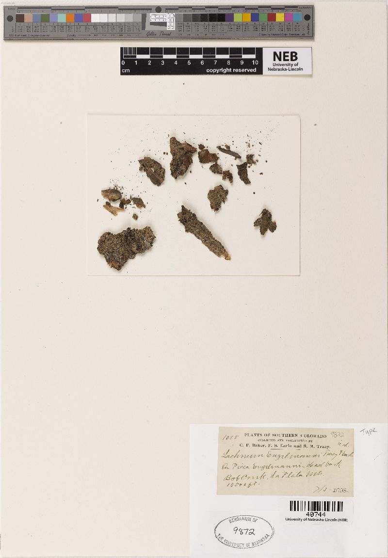 Lachnum engelmannii image