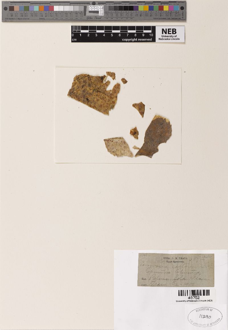 Lembosia cactorum image