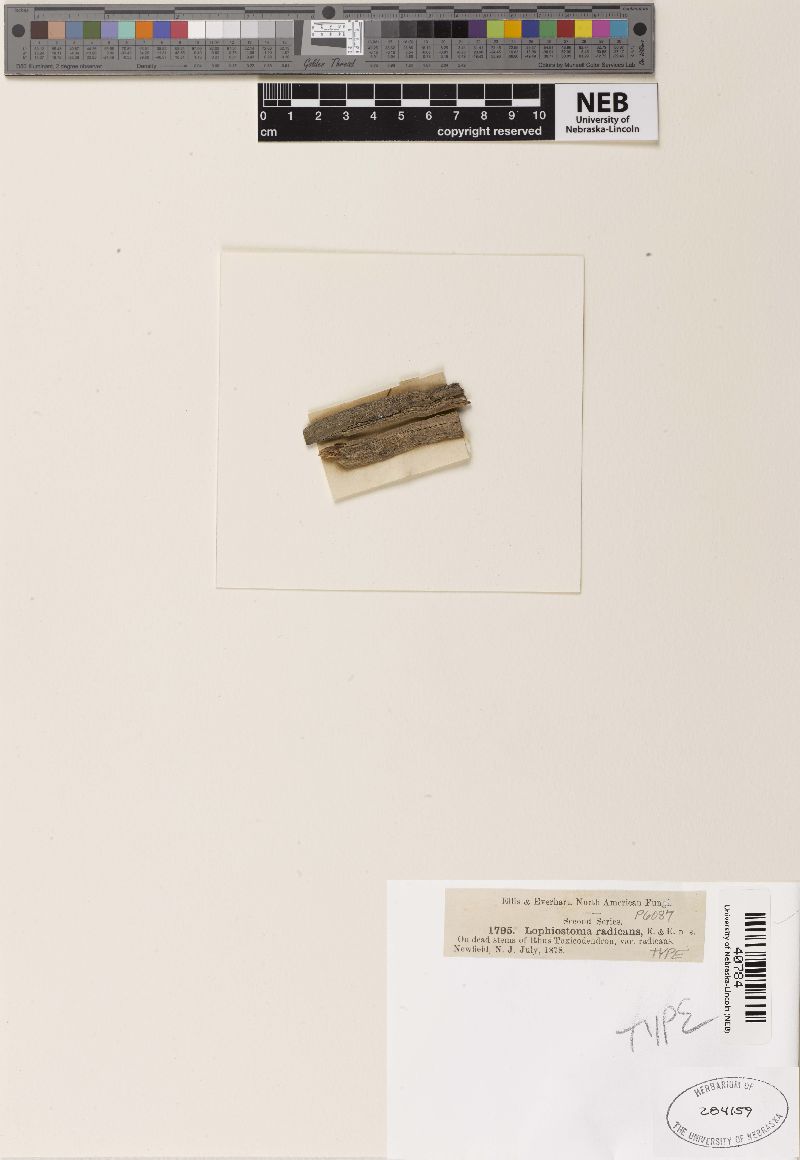Lophiostoma radicans image