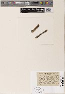 Macrosporium hibiscinum image