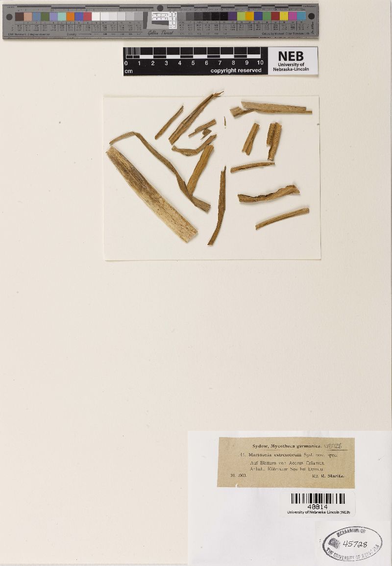 Marssonia extremorum image