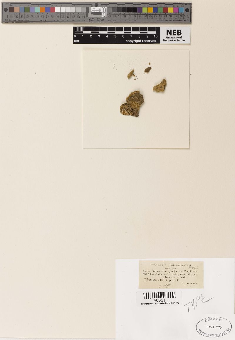 Melanomma spiniferum image