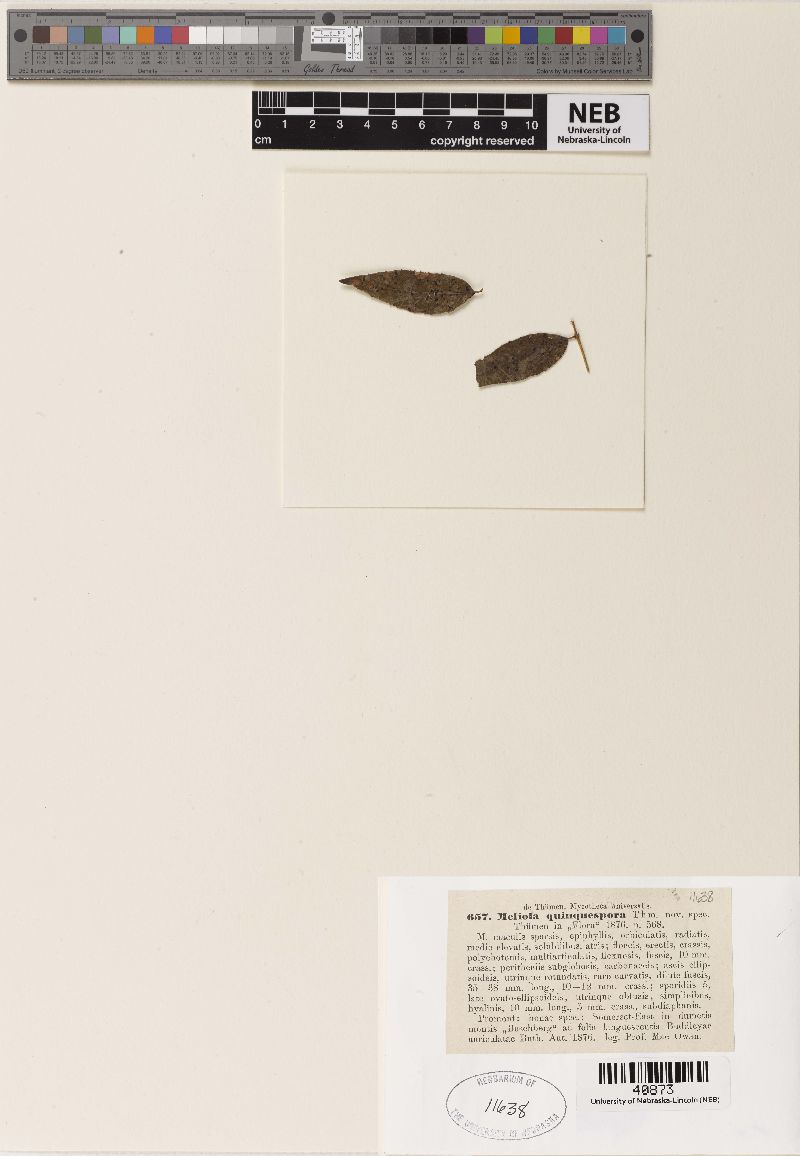 Meliola quinquespora image