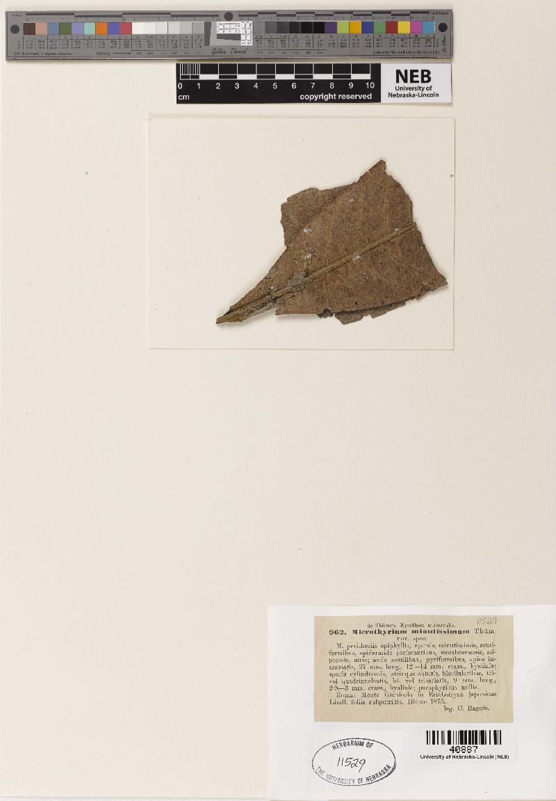 Microthyrium minutissimum image