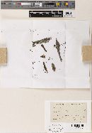 Mollisia lilacina image