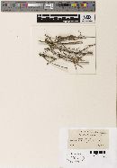 Mycosphaerella polia image