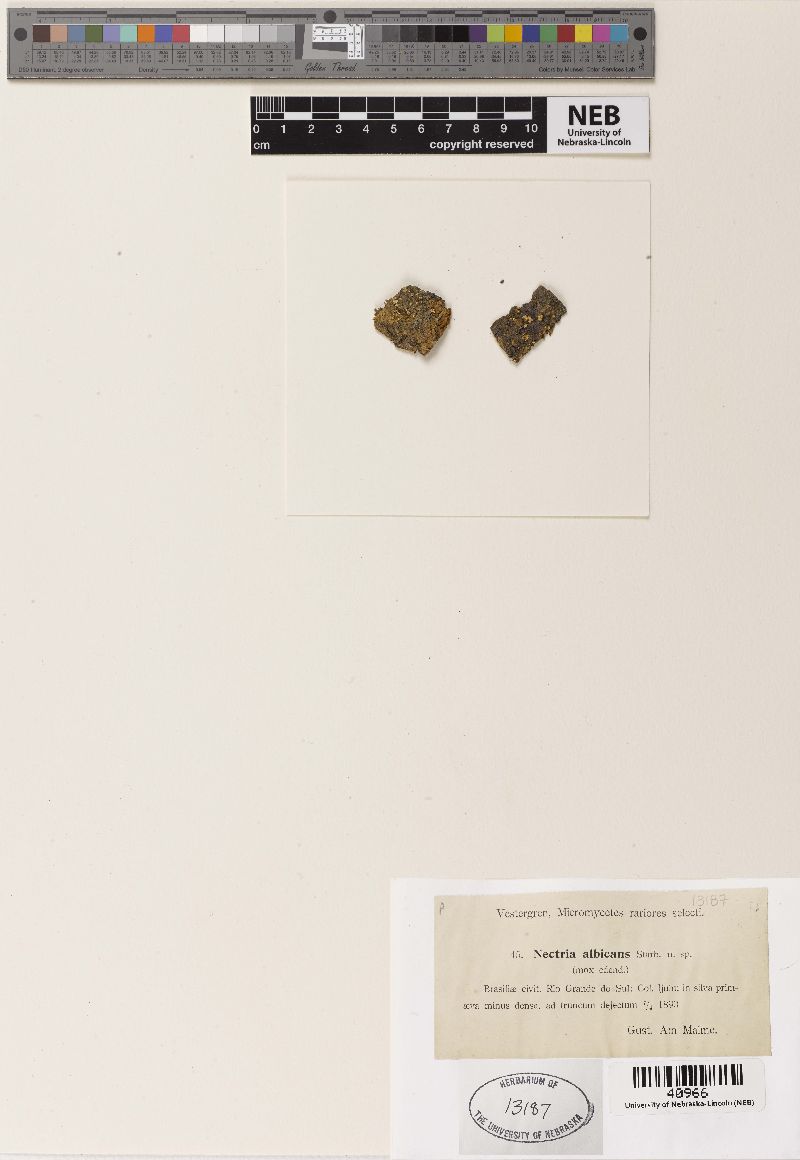 Nectria albicans image