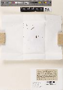 Ombrophila morthieriana image