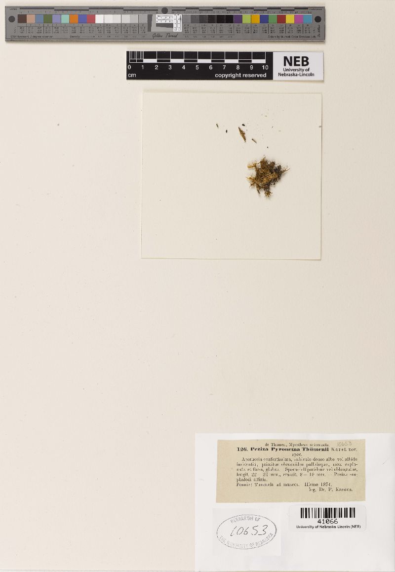 Peziza thuemenii image