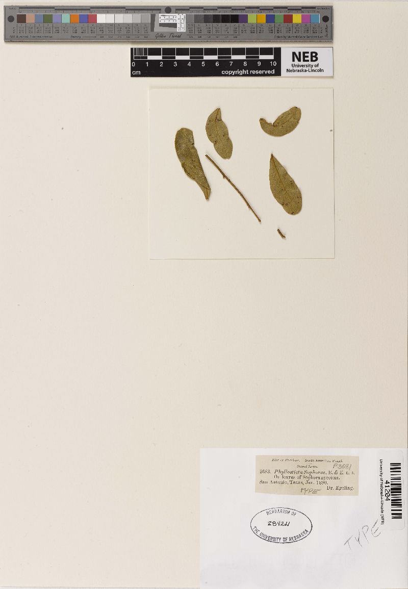 Phyllosticta sophorae image