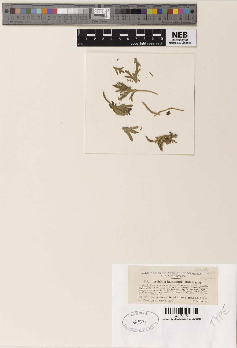 Aecidium batesianum image