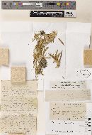 Puccinia tanaceti image