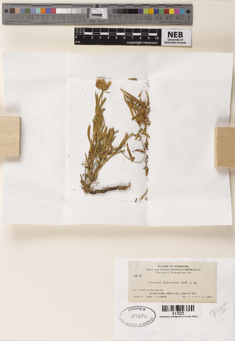 Puccinia xylorrhizae image