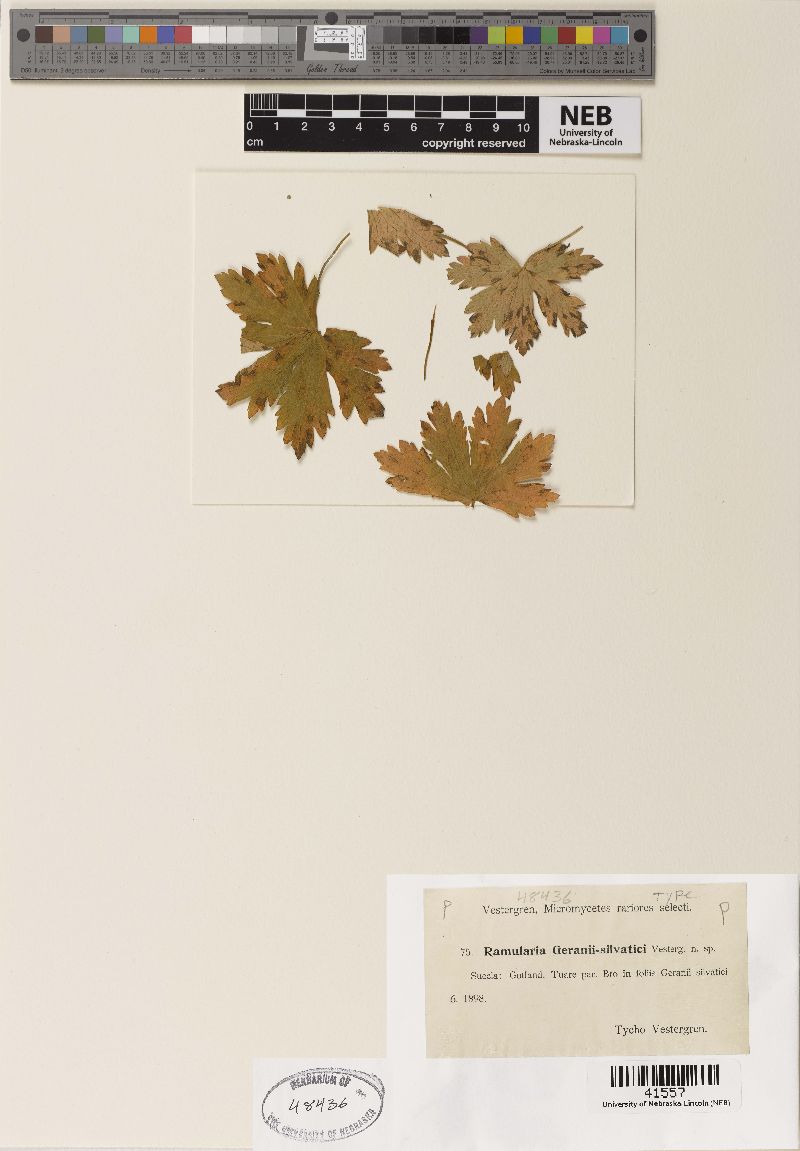 Ramularia geranii-silvatici image