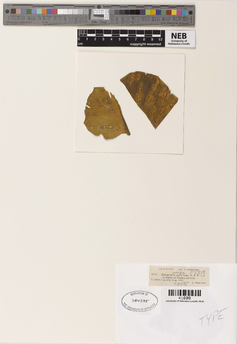 Sphaerella paludosa image