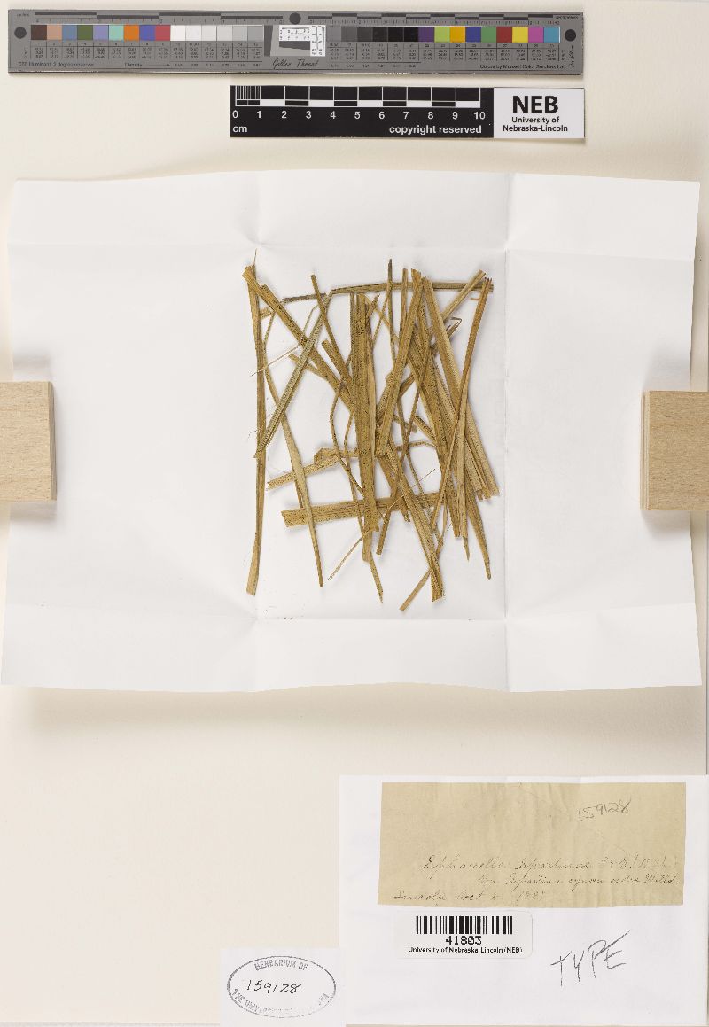 Sphaerella spartinae image