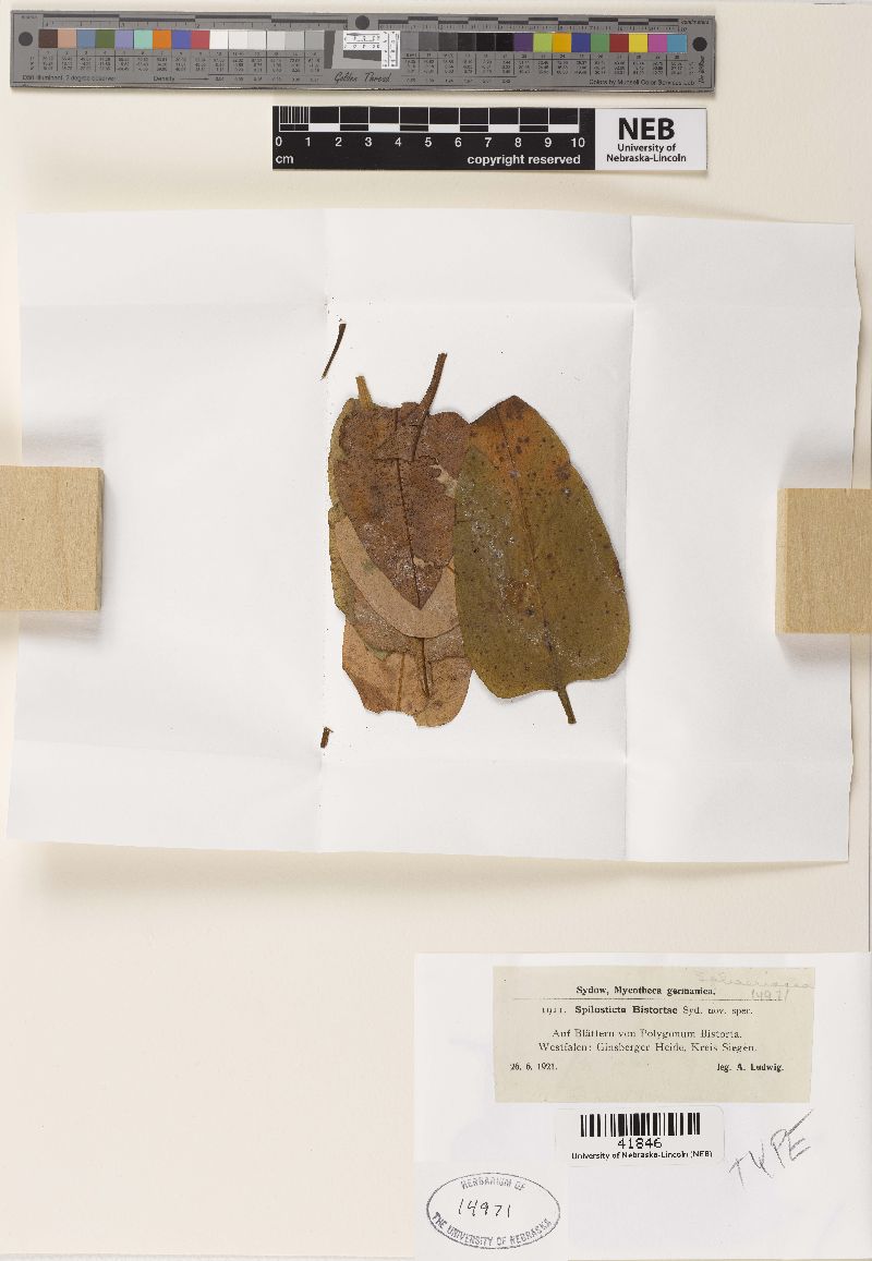 Spilosticta bistortae image