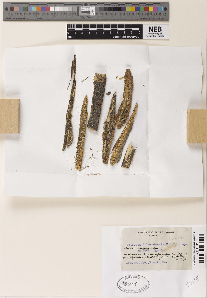Valsaria coloradensis image