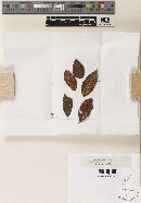 Venturia macularis image