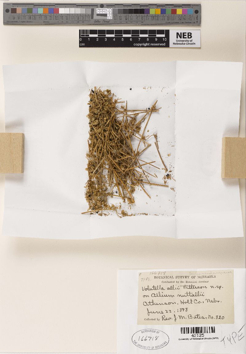 Volutella image