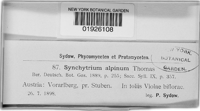 Synchytrium alpinum image