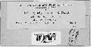 Synchytrium scirpi image