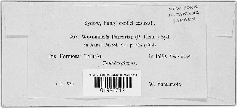 Woroninella puerariae image