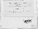 Physoderma alfalfae image