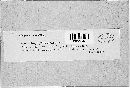 Urophlyctis kriegeriana image
