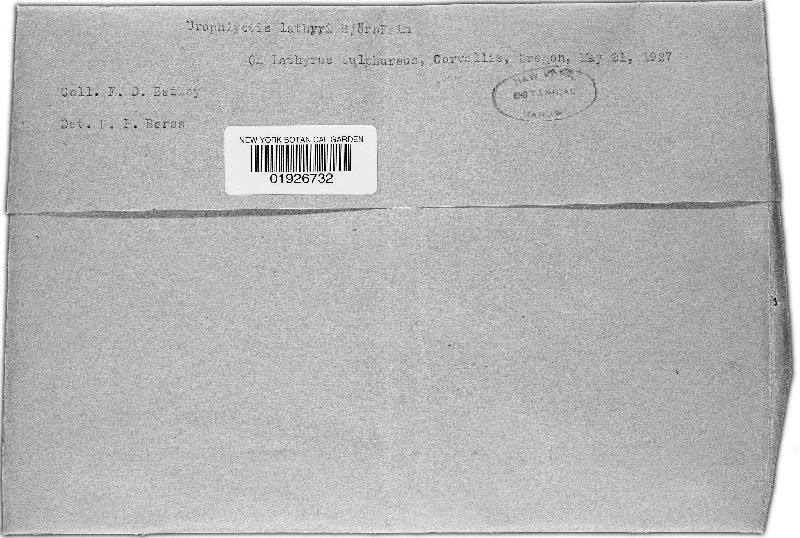 Physoderma lathyri image