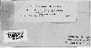 Phytophthora infestans image