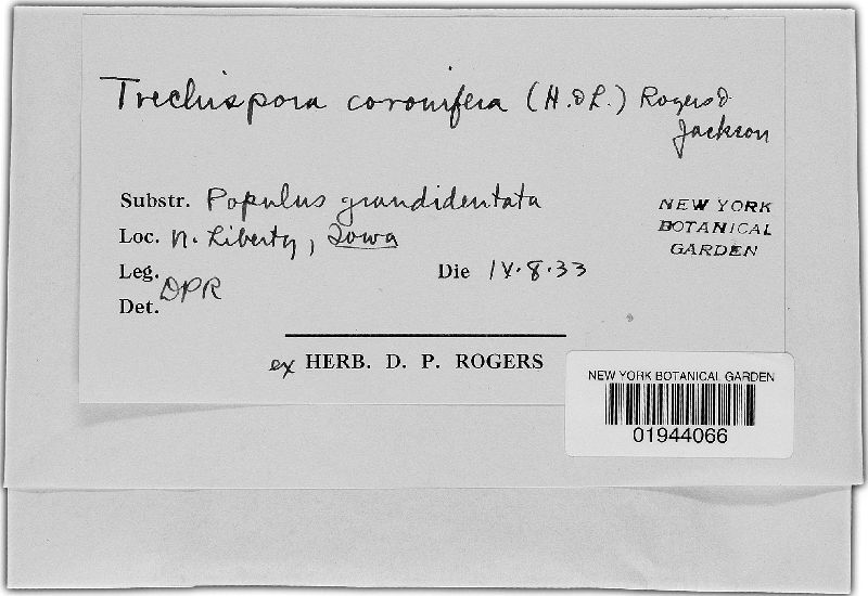 Sistotrema coroniferum image