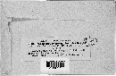 Bremia lactucae image