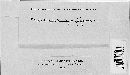 Bremia lactucae image