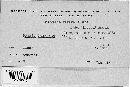 Bremia lactucae image