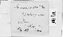 Peronospora alta image