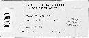 Peronospora alta image