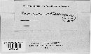 Peronospora calotheca image