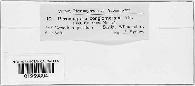 Peronospora image