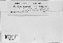 Peronospora effusa image