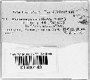 Peronospora effusa image