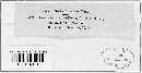 Peronospora effusa image