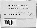 Peronospora effusa image