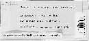 Peronospora ficariae image