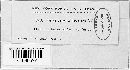 Peronospora ficariae image