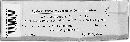 Peronospora lamii image