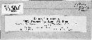 Peronospora lamii image