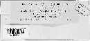 Peronospora lepidii image