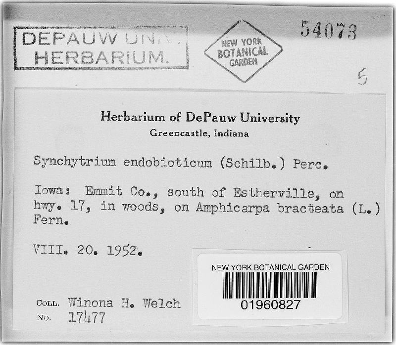 Synchytrium endobioticum image